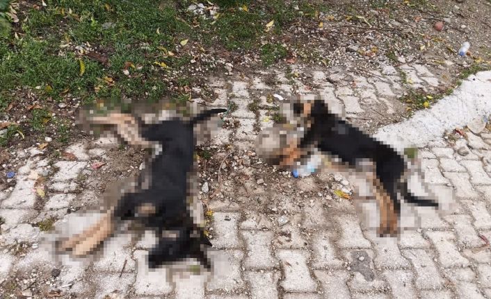 Isparta’da art arda yaşanan köpek ölümlerine valilik inceleme başlattı