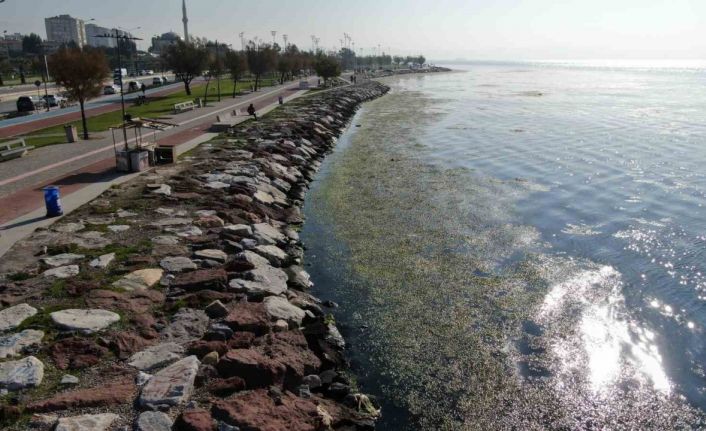 İzmir sahilinde ’yeşil’ istila