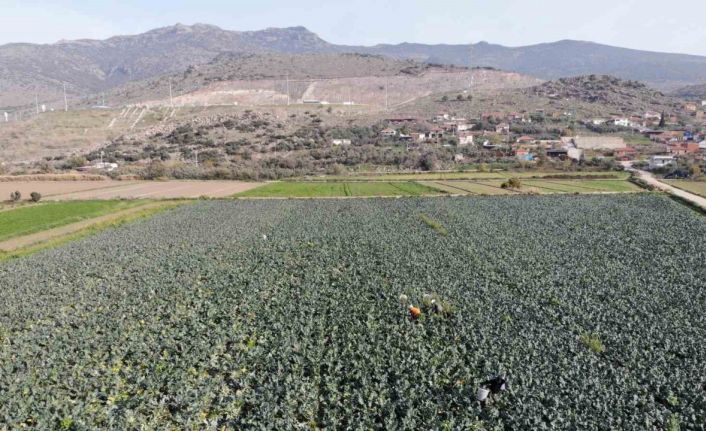 İzmir’in verimli tarım arazilerinde ’yeşil altın’ hasadı