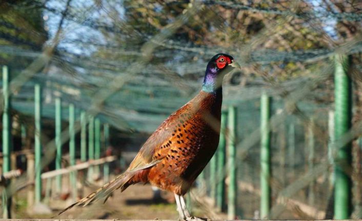 Kahverengi kokarca savaşçıları: 2025’te 3 bin sülün doğaya salındı