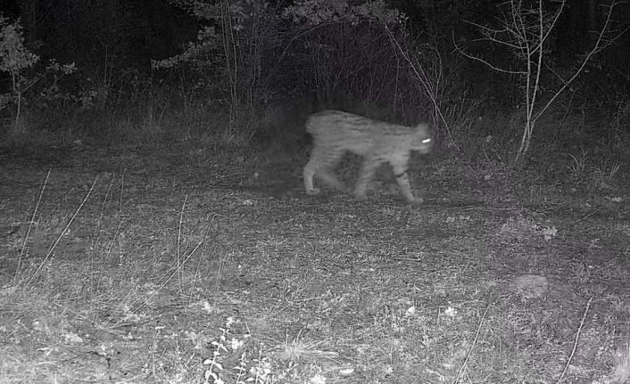 Karabük’te vaşak ve yavrusu ile kurt, fotokapana yansıdı