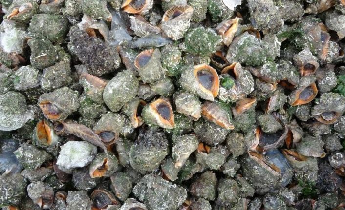 Karadeniz için en büyük iki tehdit: "Deniz salyangozu ve taraklı medüz"