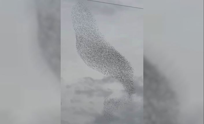 Karapınar’da sığırcık kuşları görsel şölen oluşturdu