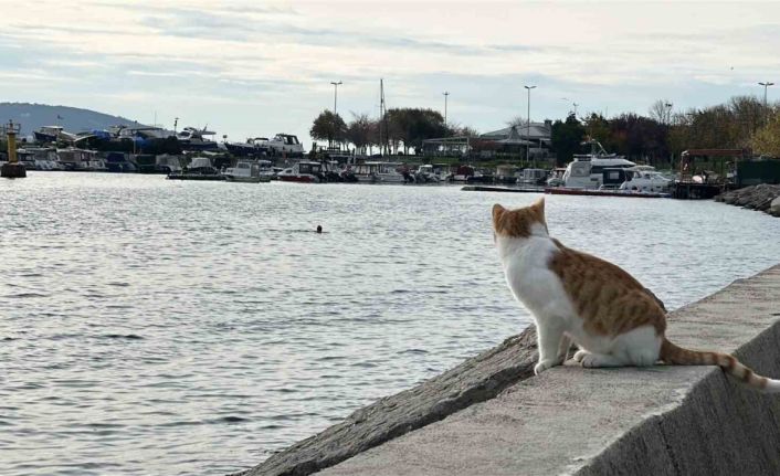 Kartal’da üşüten manzara: İki arkadaş soğukta denize girdi