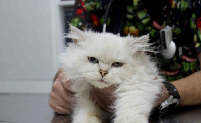 Kedide dünyada görülmemiş anomali: Başarılı operasyonla sağlığına kavuştu