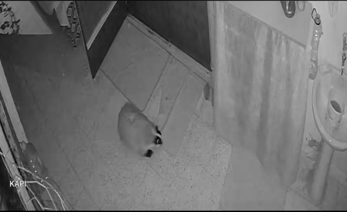 Kedilerinin mamasına dadanan porsuk için evine alarm sistemi kurdu