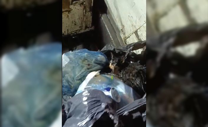 Kediyi poşete koyup çöpe attılar