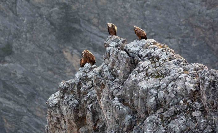 Kemaliye’de göçmen akbabalar görüntülendi
