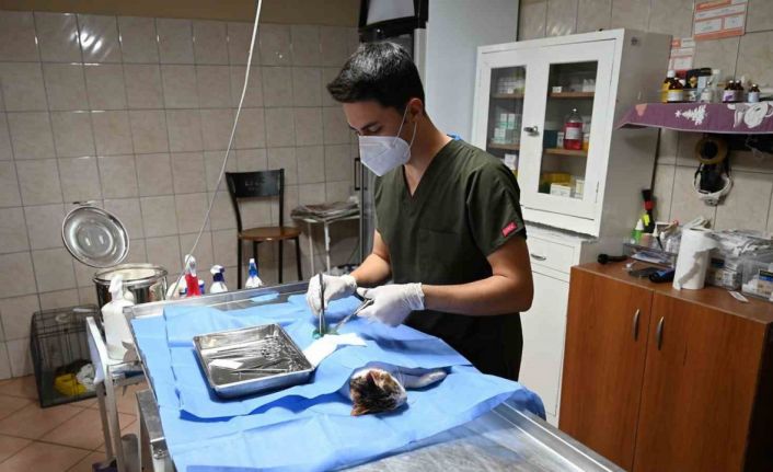 Kemer’de 227 sokak hayvanı kısırlaştırıldı
