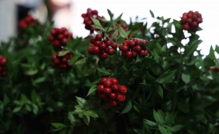Kırşehir’de aralık ayının en çok tercih edilen çiçeği kokina oldu
