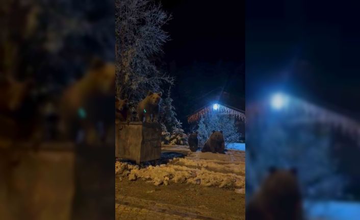 Kış uykusuna yatmayan ayılar böyle görüntülendi