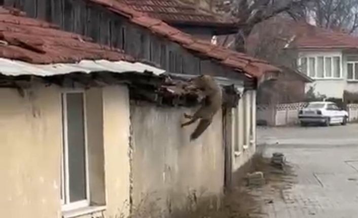 Köpek seslerini duyan tilkinin yaşadığı panik kamerada