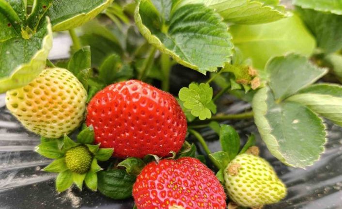 Köprübaşı’nda kış çileği 200 TL’den alıcı buluyor