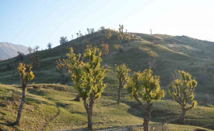 Köylüleri şaşırtan olay: Meşeler kış kapıdayken yeniden yeşerdi