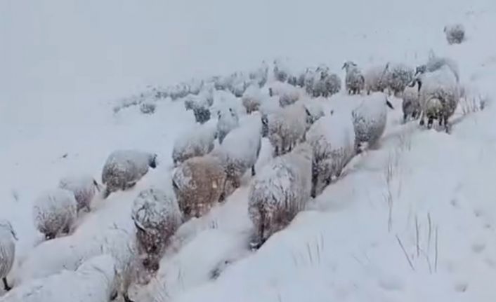 Koyun sürüsünün kar altında zorlu yolculuğu