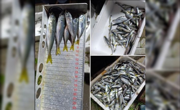 Küçük boyda avlanan balıklara el konuldu