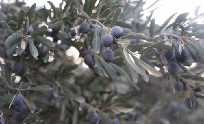 Kuraklık zeytin hasadında yağ verimini olumsuz etkiledi