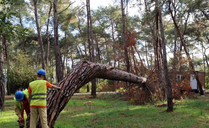 Kuruyan, risk oluşturan ve devrilen ağaçlar tespit ediliyor