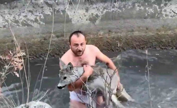Kütahya’da su kanalına düşen karaca kurtarıldı