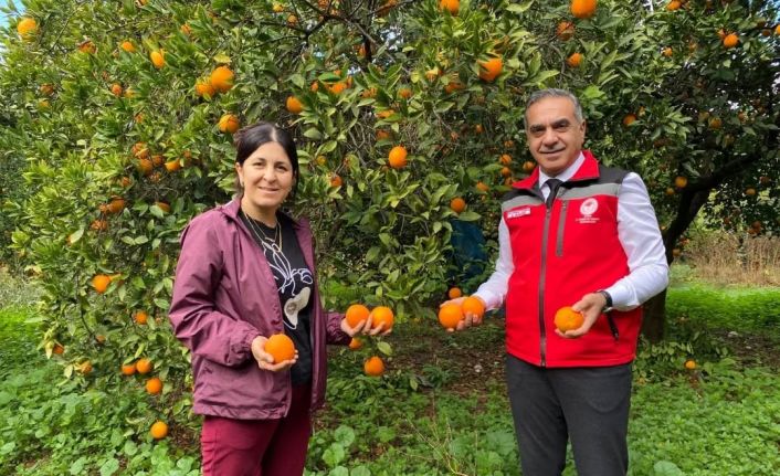 Kuyucak’ta portakal hasadı yapıldı, üreticilere belgeleri teslim edildi