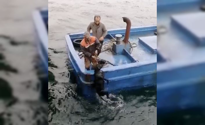 Lapseki’de iskelede denize düşerek sürüklenen köpeğin yardımına balıkçılar yetişti