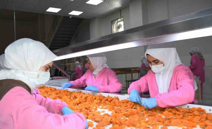 Malatya’da kuru kayısıda 11 ayda 275 milyon dolar gelir elde edildi