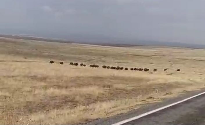 Malazgirt’te domuz sürüsü görüntülendi