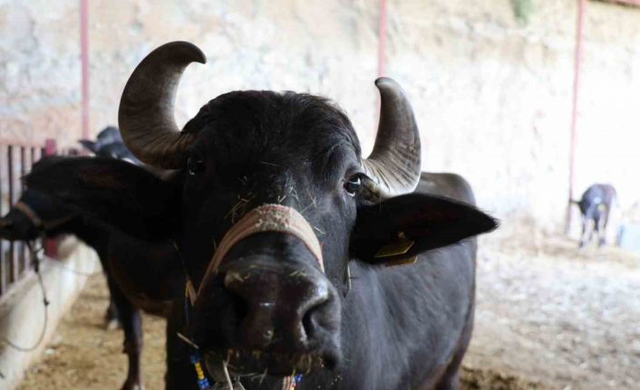 Mandadan gelen altın lezzet