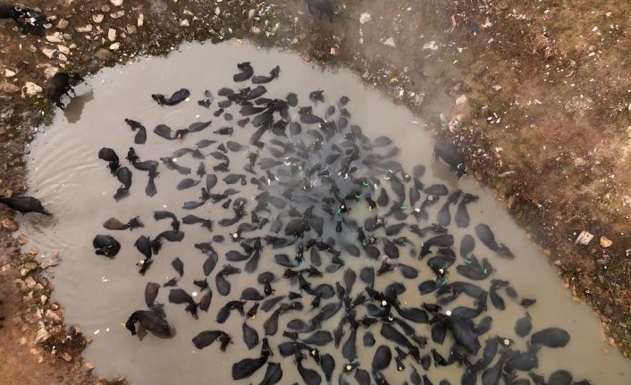 Mandaların kaplıca keyfi havadan görüntülendi