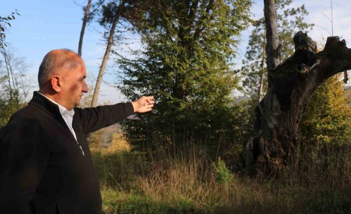 Maneviyat merkeziydi, otluk alana döndü: Mezarlıktan geriye çürümüş ağaç kaldı