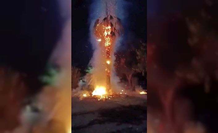 Mardin’de 15 yıllık palmiye ağacını ateşe verdiler