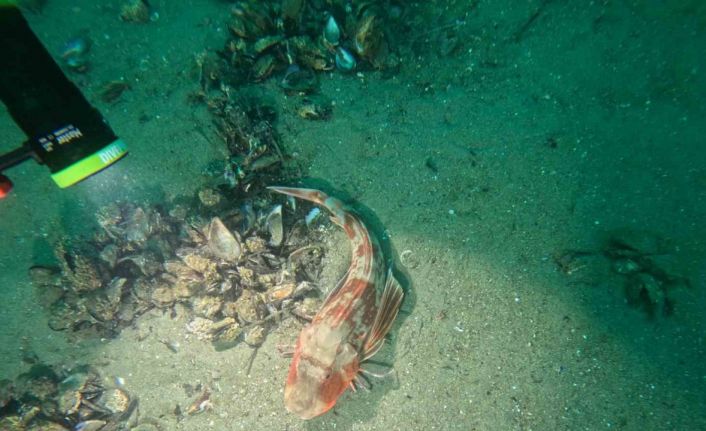 Marmara Denizi’nin ekolojik yapısı mercek altında