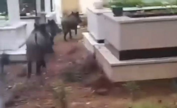 Marmaris’te domuz istilası sürüyor: "Yeni adres mezarlıklar"