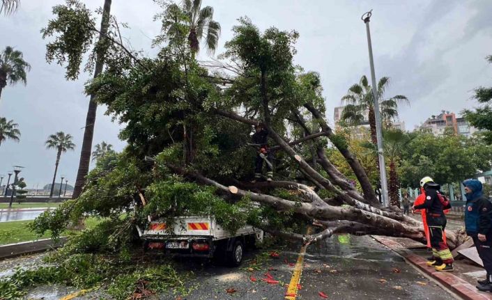 Mersin’de devrilen ağaç, seyir halindeki 3 araca zarar verdi