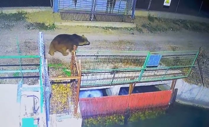 Mevsim normalleri değişti, ayılar hâlâ uyanık