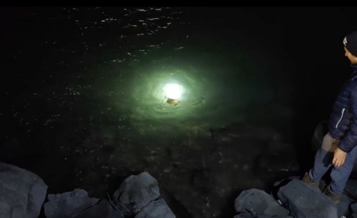 Misina ve ipe dolanan caretta carettanın yardımına vatandaşlar yetişti