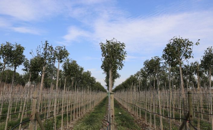 Muradiye Fidanlığı geleceğe nefes olmaya devam ediyor