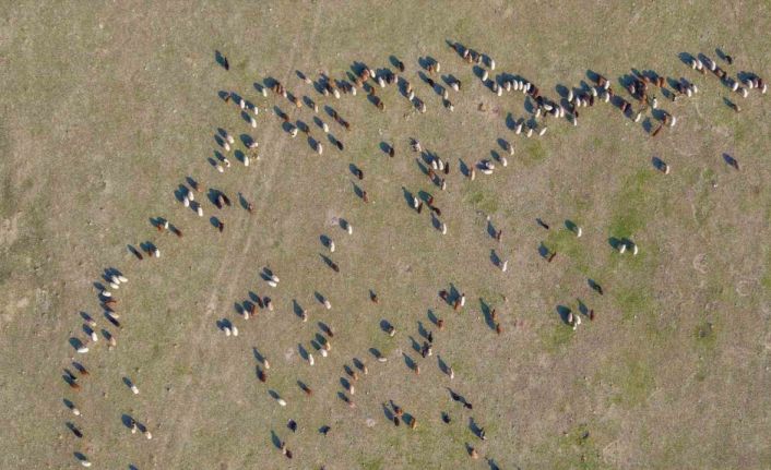 Muş’ta kar yağmayınca yem giderleri azaldı