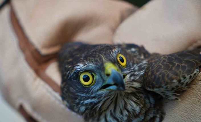 Muş’ta yaralı halde bulunan atmaca tedavi altına alındı