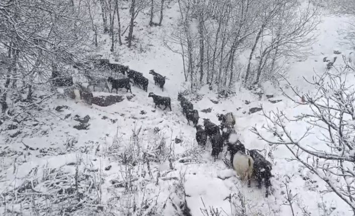 Muş’un yüksek rakımlı köylerde kar etkili oldu, besiciler zor anlar yaşadı