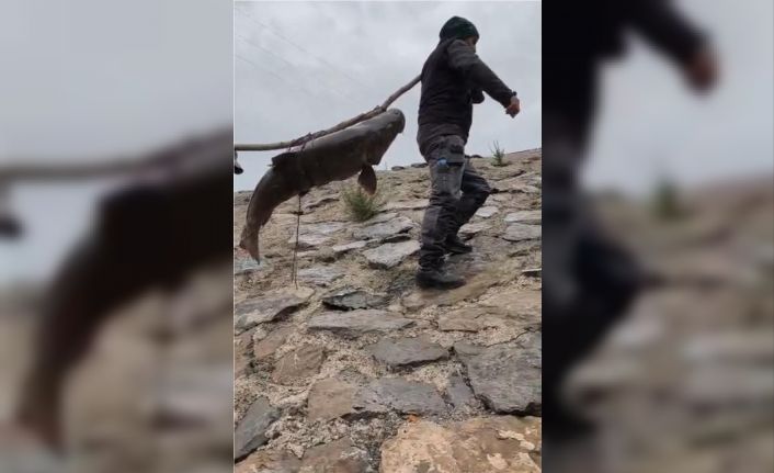 Nehirde yakalanan 60 kiloluk dev turna balığını, çam sırığına bağlayıp taşıdılar