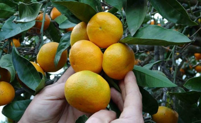 Ordu’da narenciye hasadı başladı