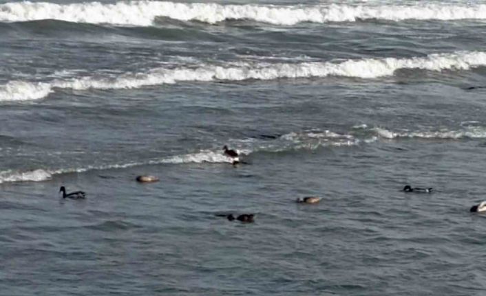 Ordu’da yaban ördekleri şöleni: 11 kuşluk sürü görüntülendi