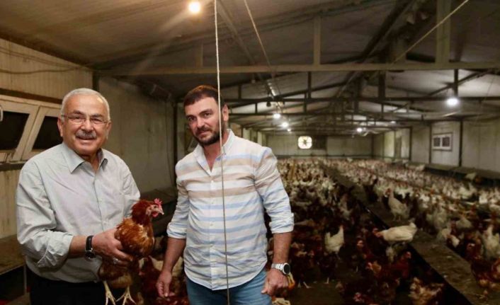 Ordu’da yumurta üretimi, verilen destekler ile zarardan kara dönüştü: İlin ekonomisine yıllık 500 milyon lira gelir