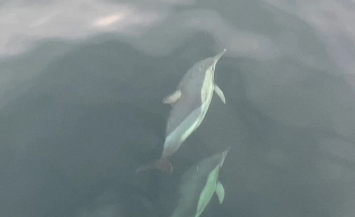 Ordu’da yunusların balıkçı tekneleriyle yarışması görsel şölen oluşturdu