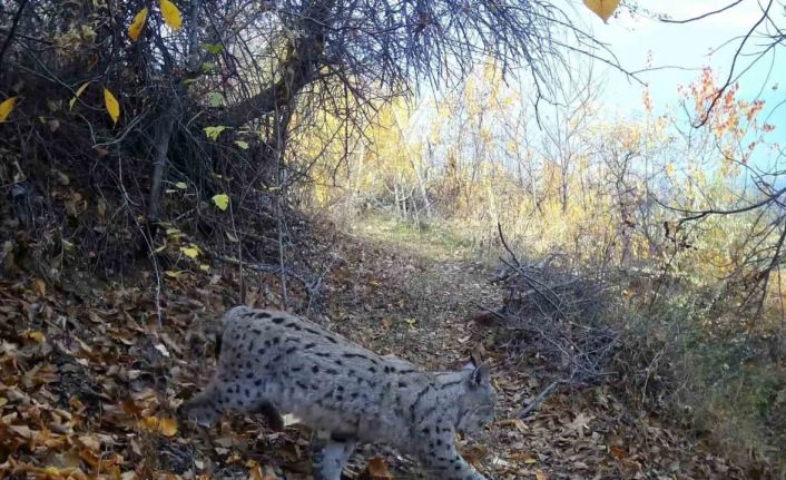 "Ormanın Hayaleti" vaşak Erzincan’da görüntülendi