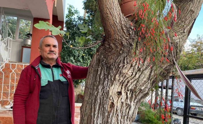 Osmaniye’de dut gövdesinden incir çıktı: Dut ağacının gövdesinde yetişip meyve veren incir ağacı şaşırttı