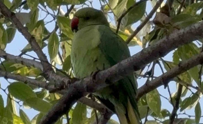 Pakistan papağanları adliye bahçesini mesken tuttu