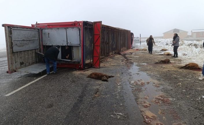 Patnos’ta hayvan yüklü tır devrildi: 10 küçükbaş telef oldu