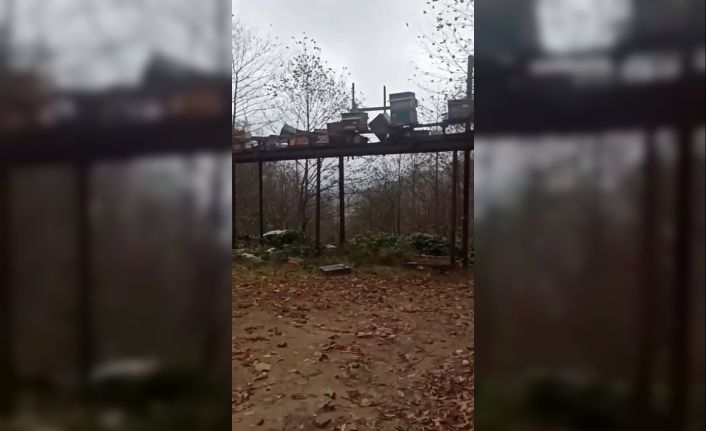 Rize’de ayılara demir profilli tezgah da çare olmadı